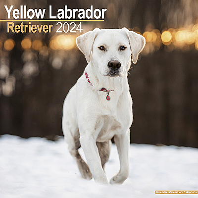 Labrador Yellow Calendar 2024 (Square)